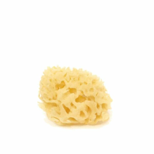 Spugna di mare Arcipelago Sbiancata VISO - 4/5 gr